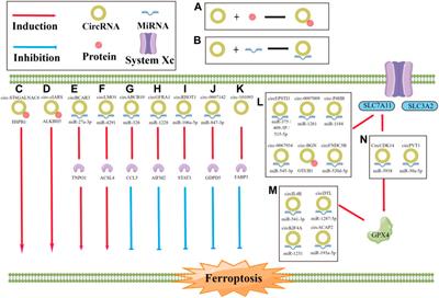 Emerging role of ferroptosis-related circular RNA in tumor metastasis